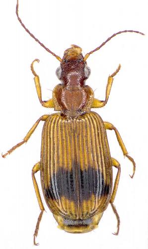 Phloeozetus bedeli